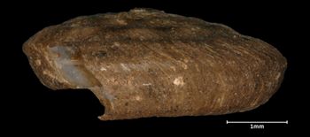Media type: image;   Malacology 298238 Aspect: lateral